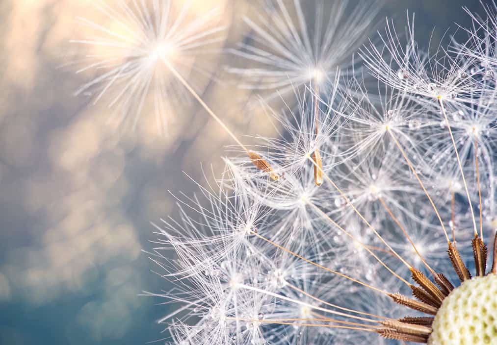 dandelion seed heads