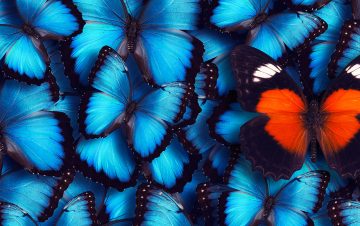 blue butterflies lenovo