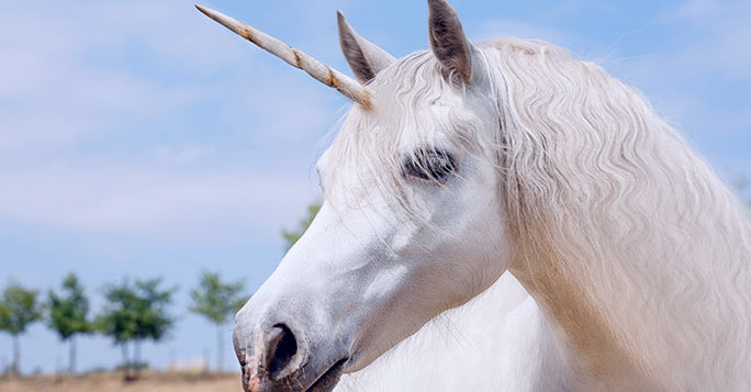 close up of a unicorn