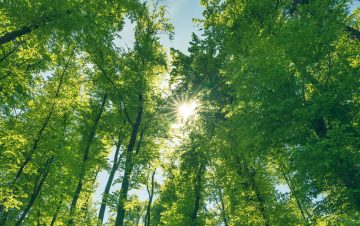 Tall trees with sun shining